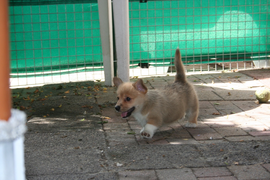 Puppies